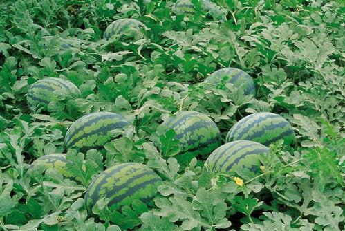 娱乐吃瓜壁纸高清竖屏,一网打尽娱乐圈新鲜事  第1张